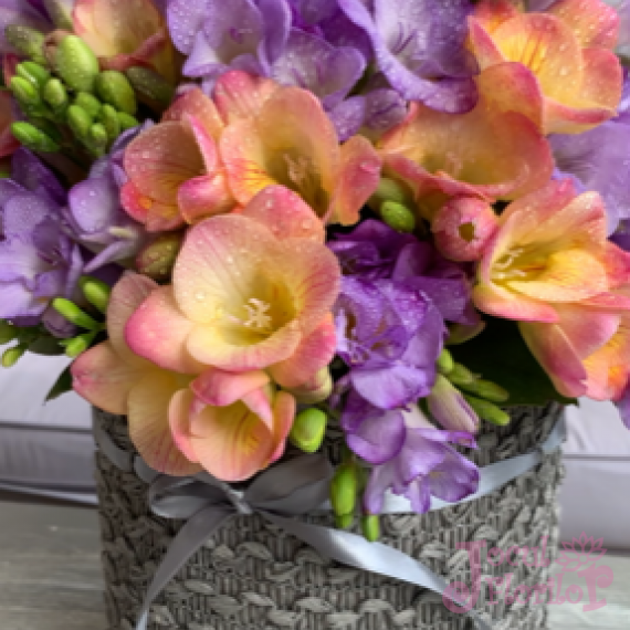 Cos cu frezii multicolore